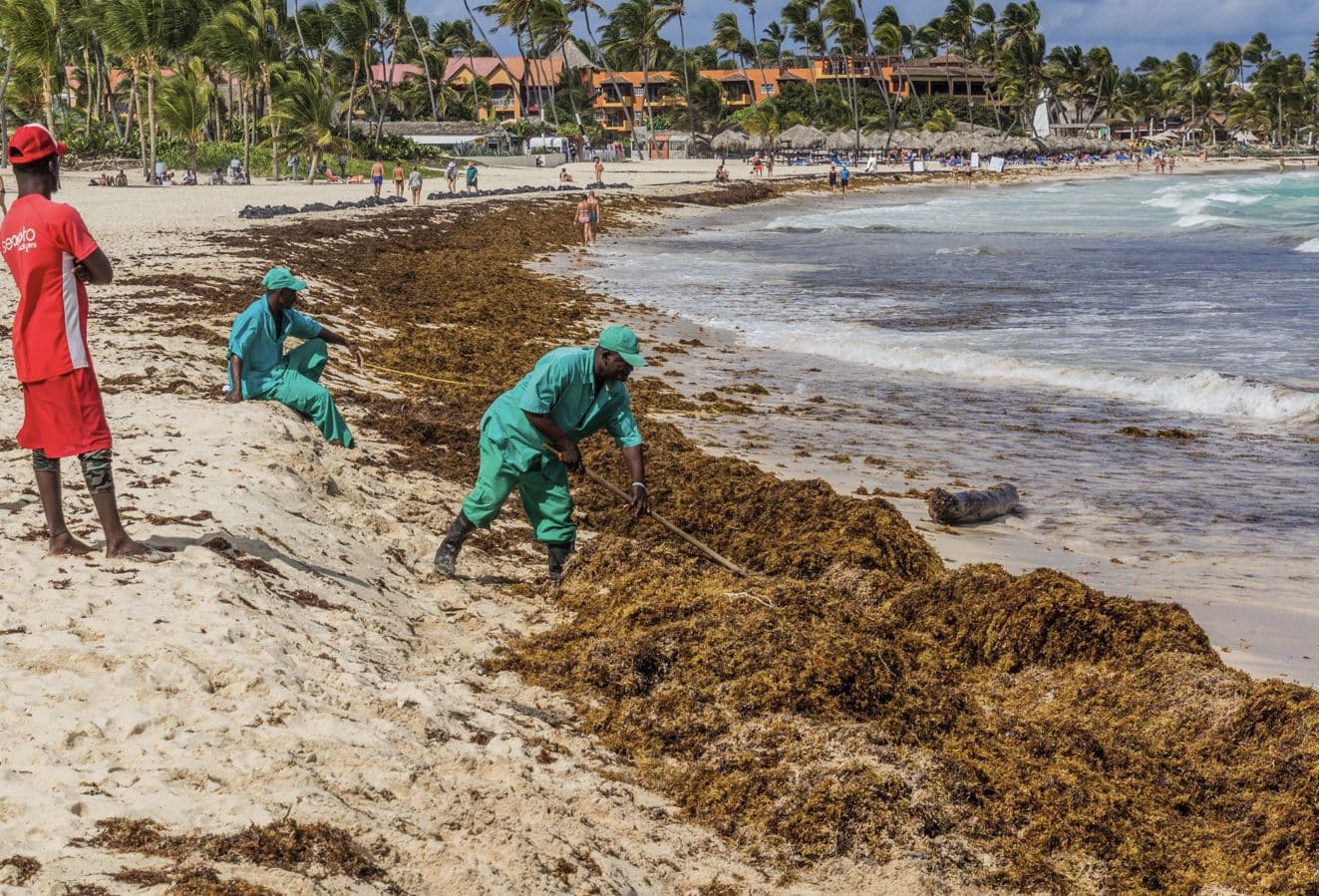 Sargassum Season Coming To An End In Punta Cana: Here is What To Expect This Month